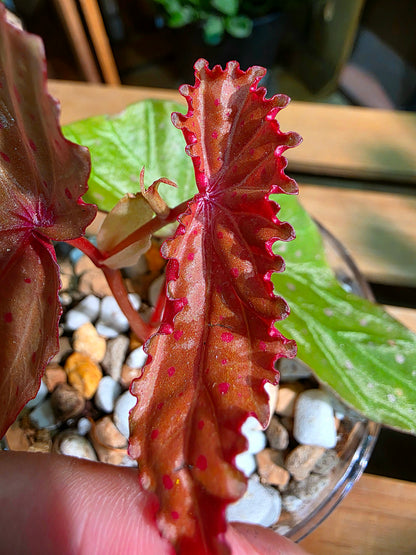 Begonia malachosticta 細葉粉點秋海棠