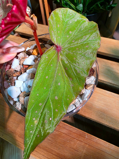 Begonia malachosticta 細葉粉點秋海棠