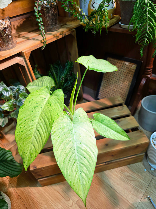 Alocasia frydek variegated