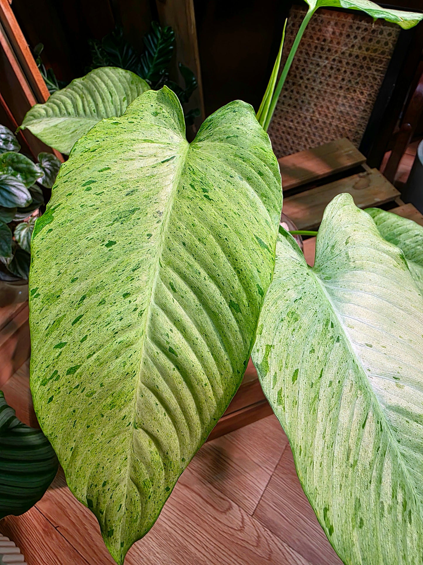 Alocasia frydek variegated