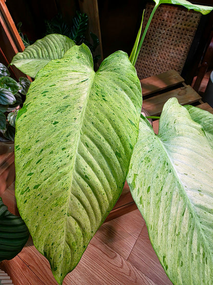 Alocasia frydek variegated