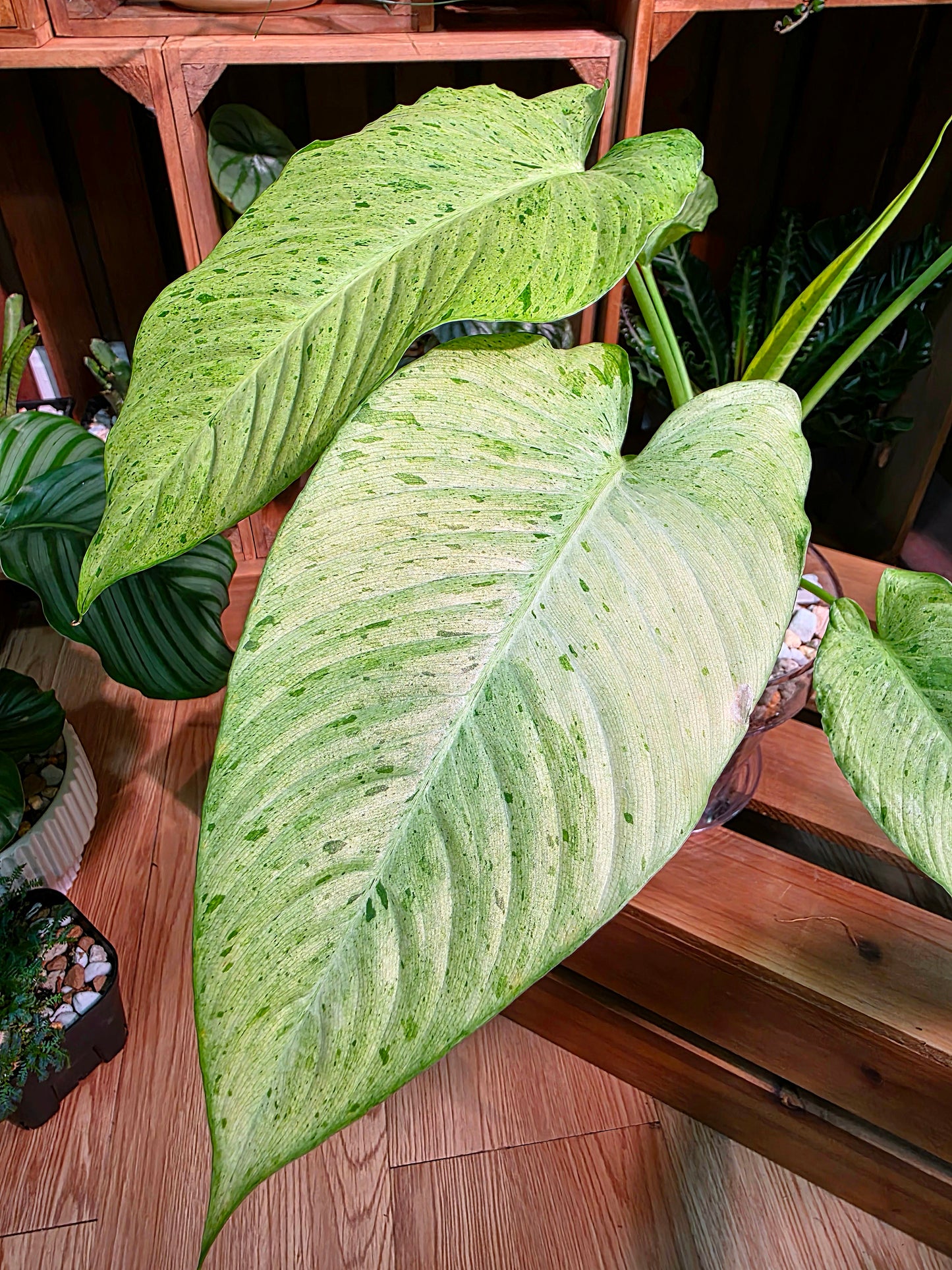 Alocasia frydek variegated
