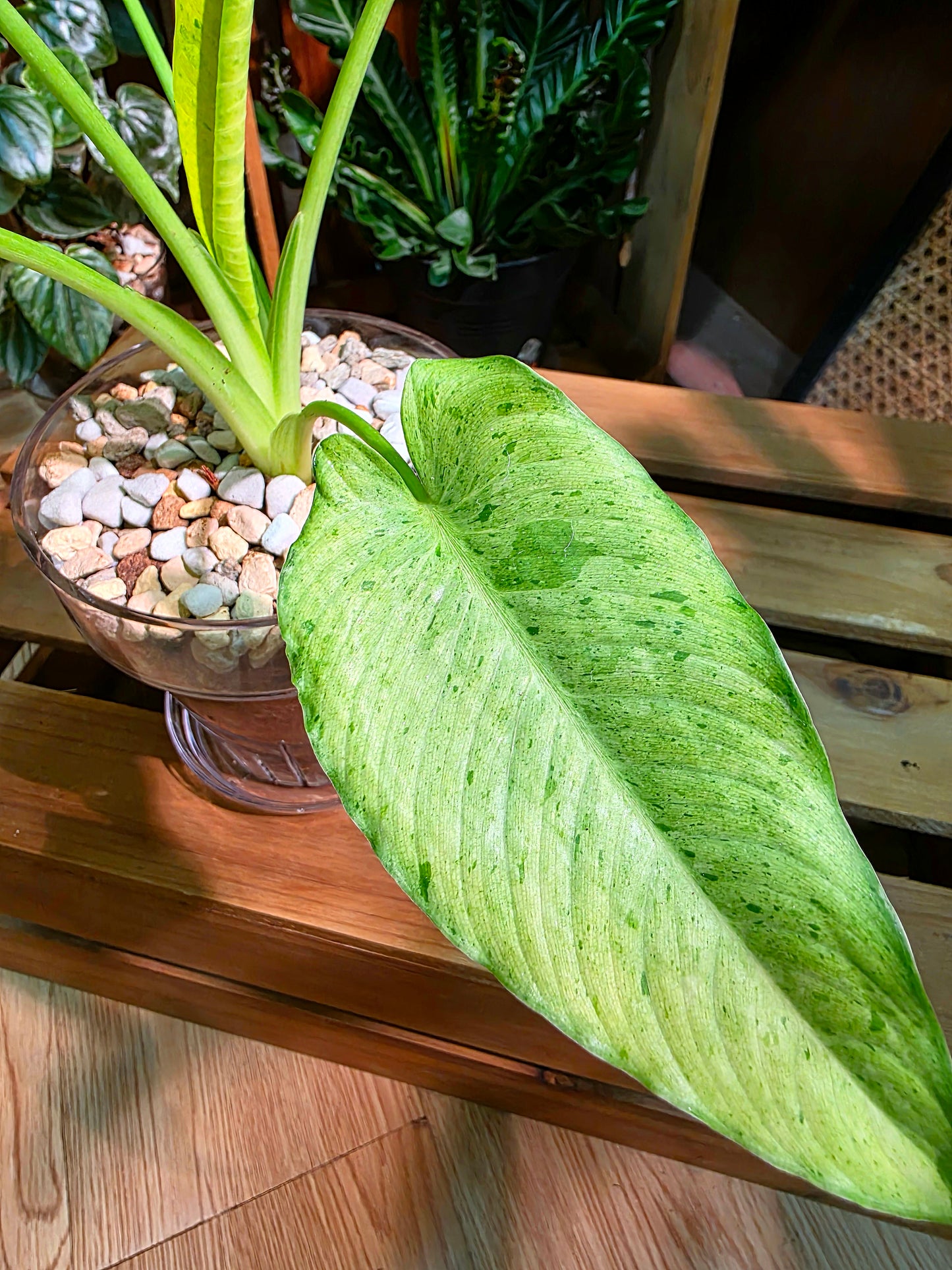 Alocasia frydek variegated