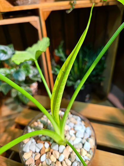 Alocasia frydek variegated