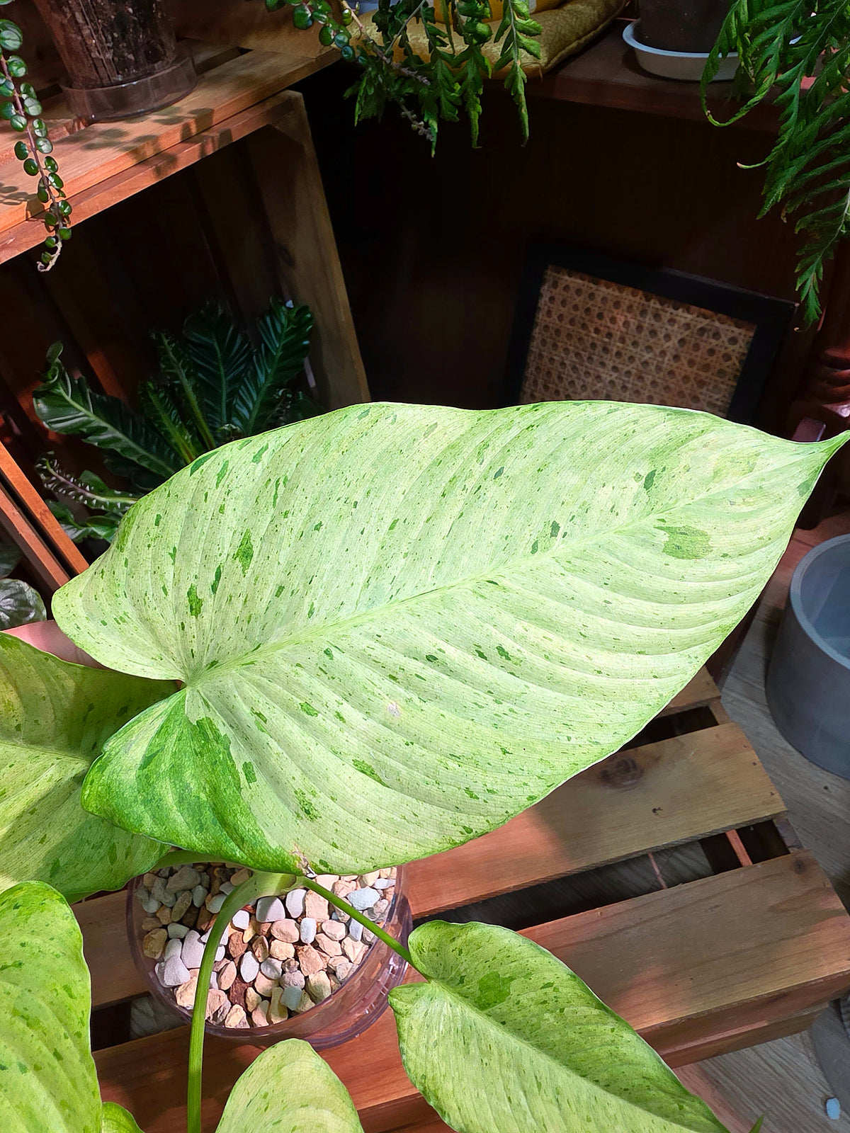 Alocasia frydek variegated