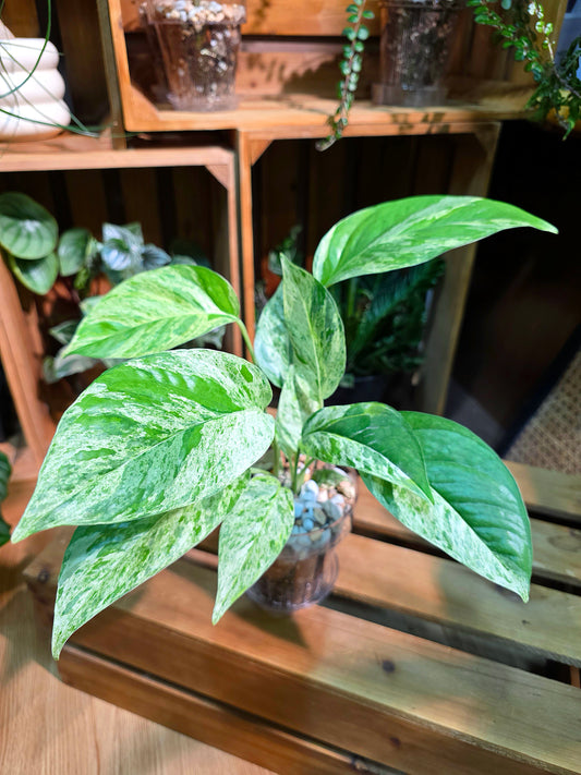 Epipremmun pinnatum variegated mint 薄荷麒麟尾