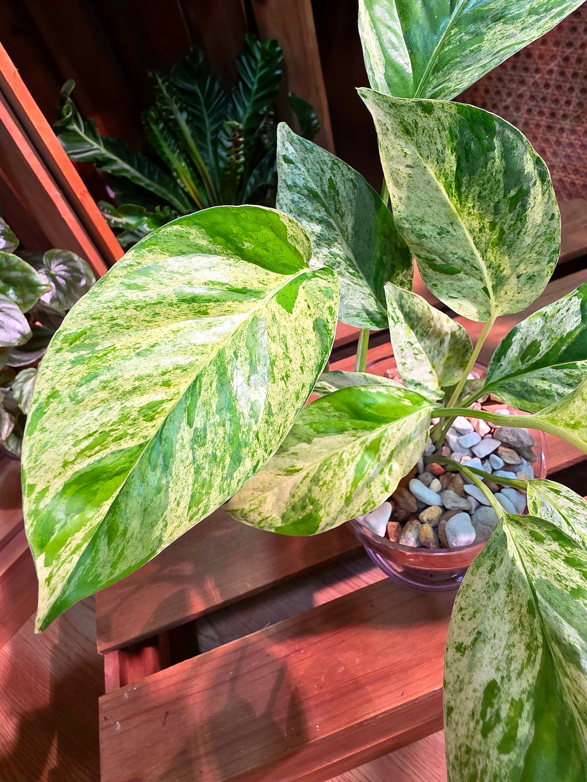 Epipremnum pinnatum variegated mint