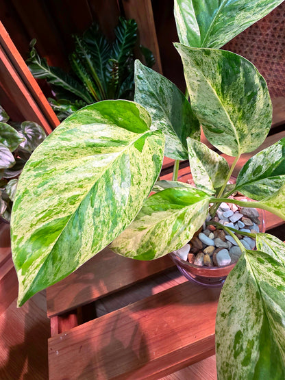Epipremnum pinnatum variegated mint