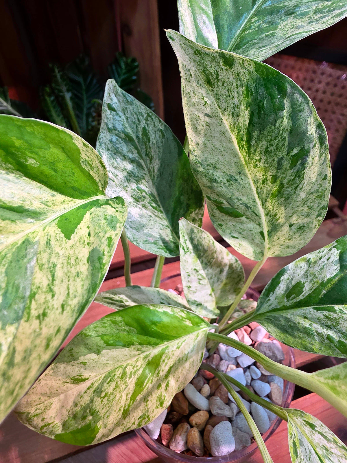 Epipremnum pinnatum variegated mint