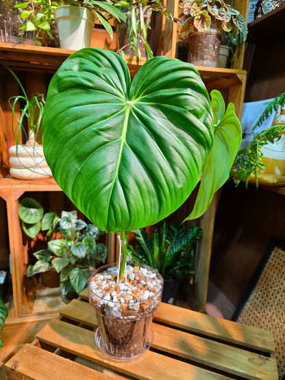 Philodendron McDowell