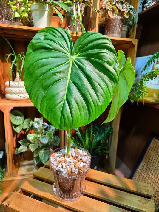 Philodendron McDowell