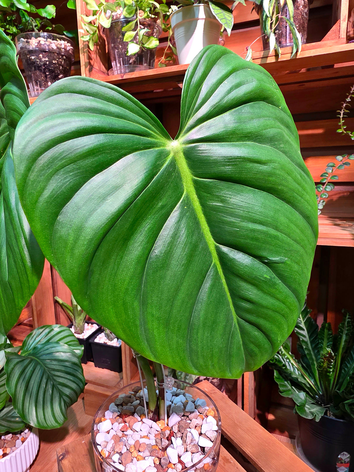 Philodendron McDowell