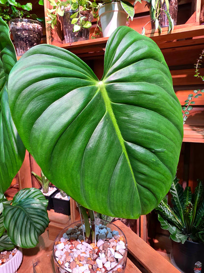Philodendron McDowell