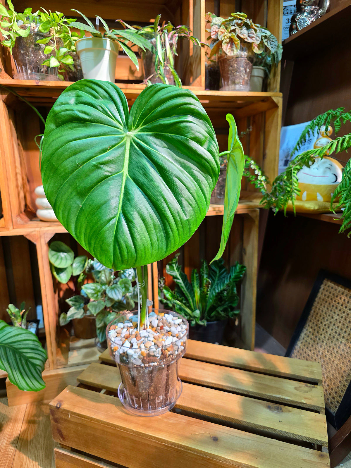 Philodendron McDowell