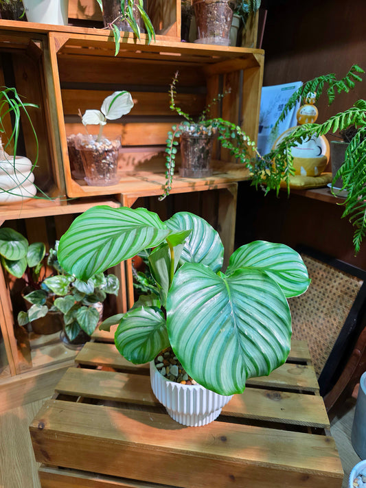 Calathea orbifolia 青蘋果竹芋