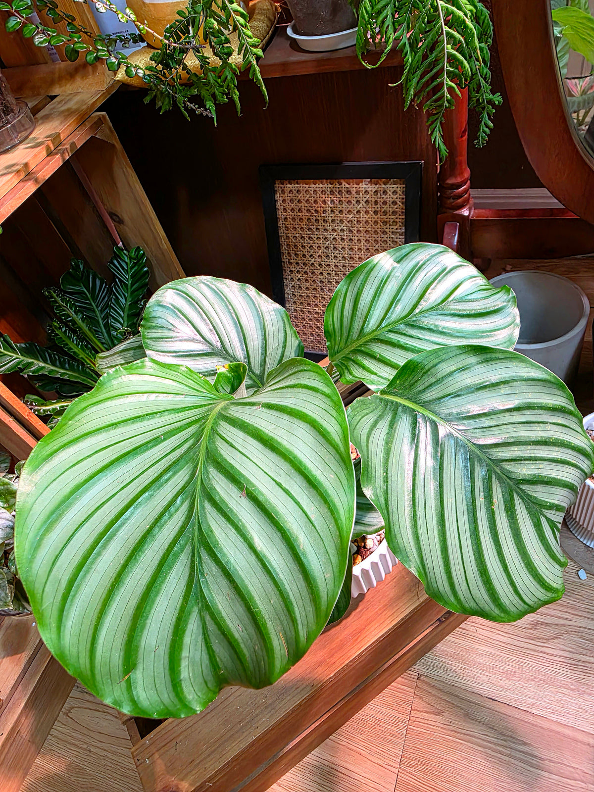 Calathea orbifolia