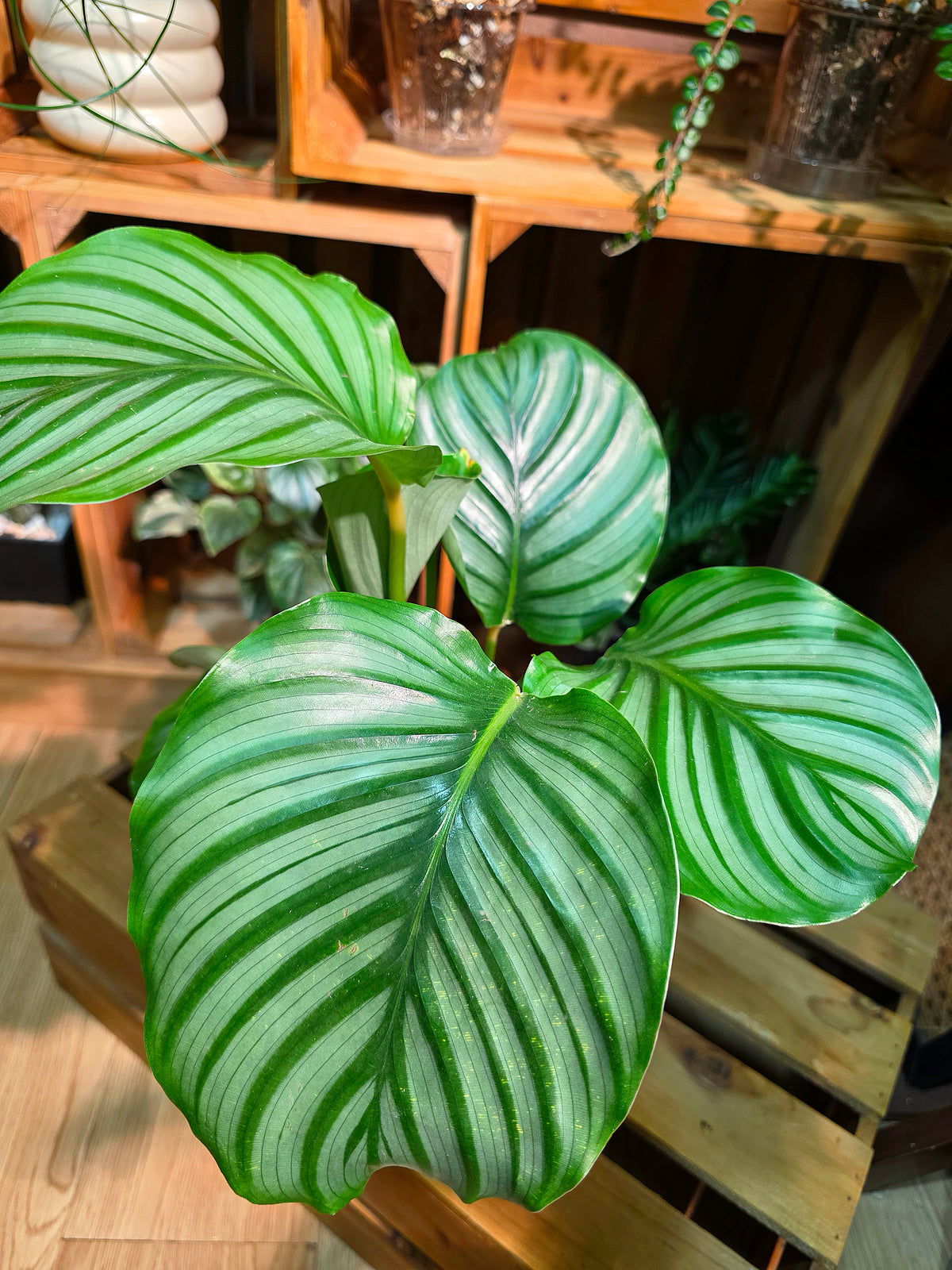 Calathea orbifolia