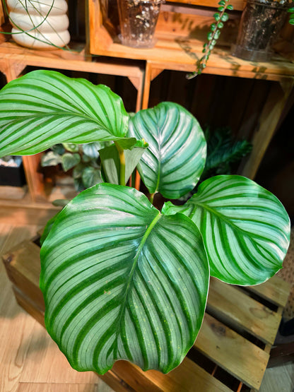 Calathea orbifolia