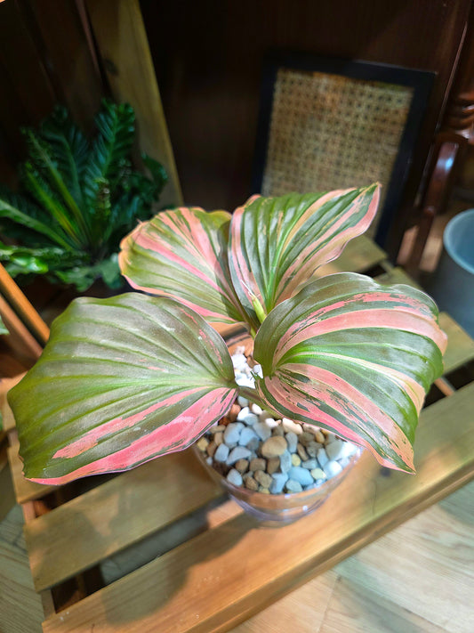 Kaempferia pulchra variegated 七彩孔雀姜錦