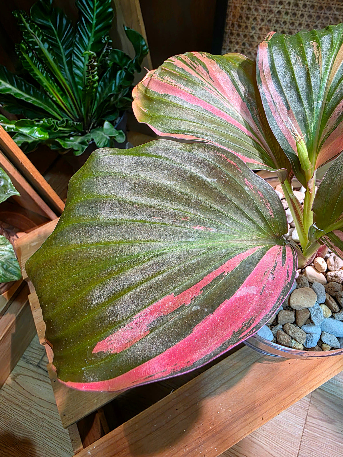 Kaempferia pulchra variegated