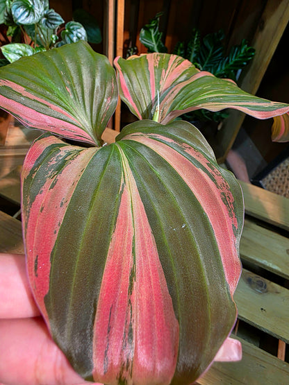 Kaempferia pulchra variegated
