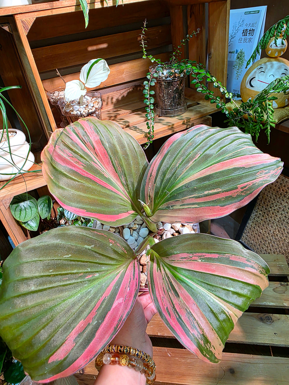 Kaempferia pulchra variegated