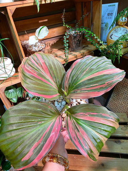 Kaempferia pulchra variegated