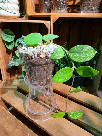 Hoya Carnosa freckles splash 高斑雀斑球蘭