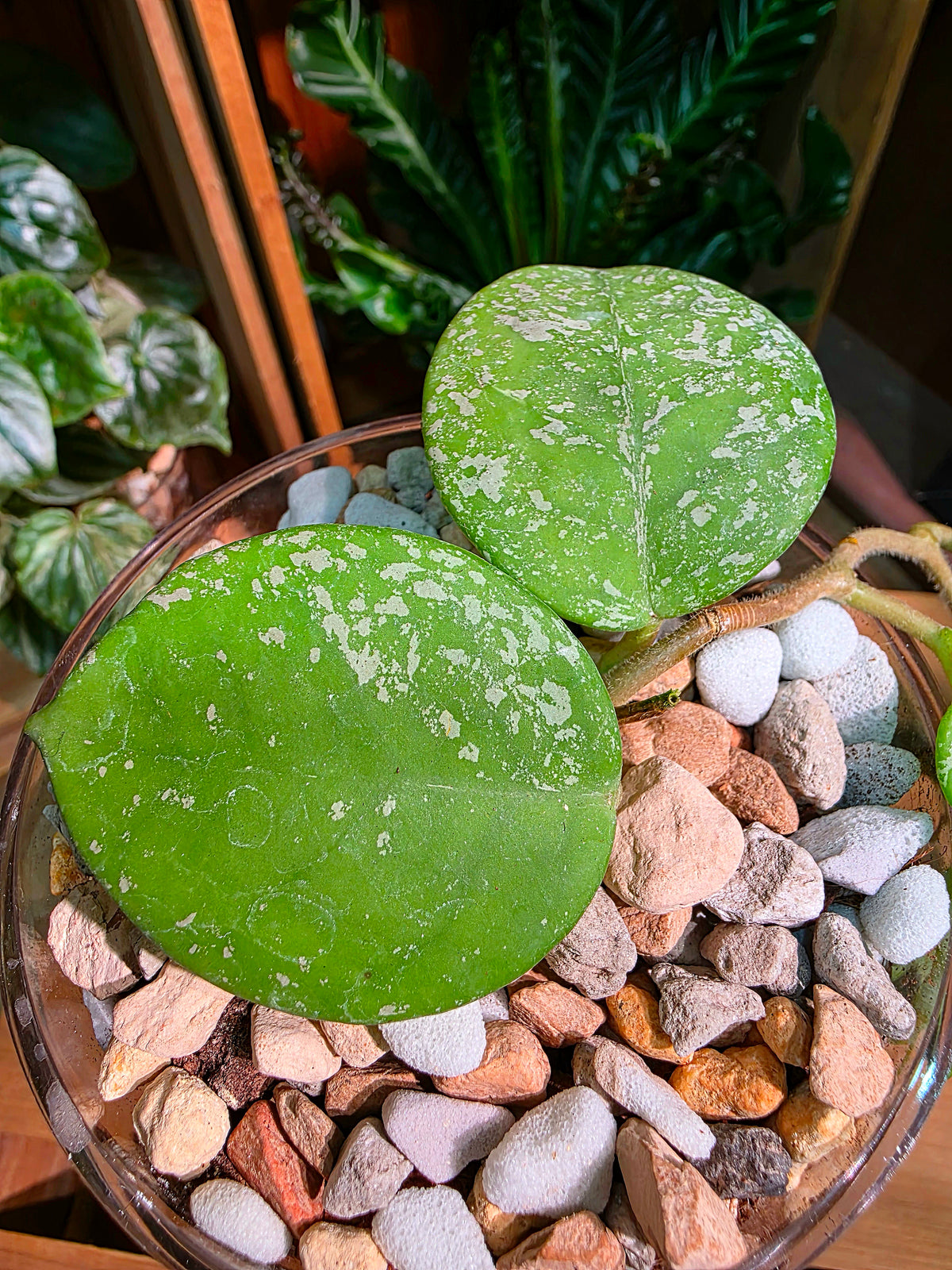 Hoya Carnosa freckles splash 高斑雀斑球蘭