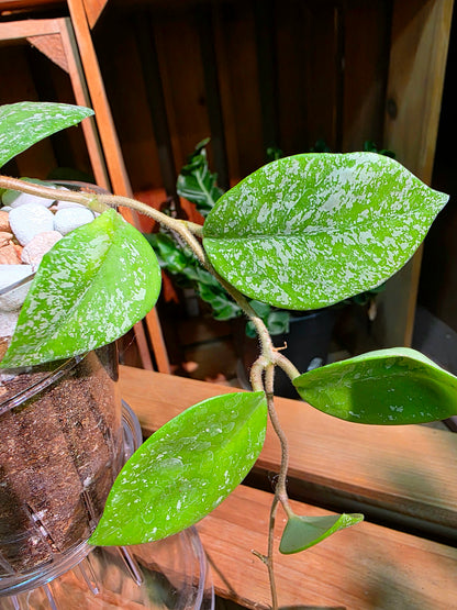 Hoya Carnosa freckles splash 高斑雀斑球蘭