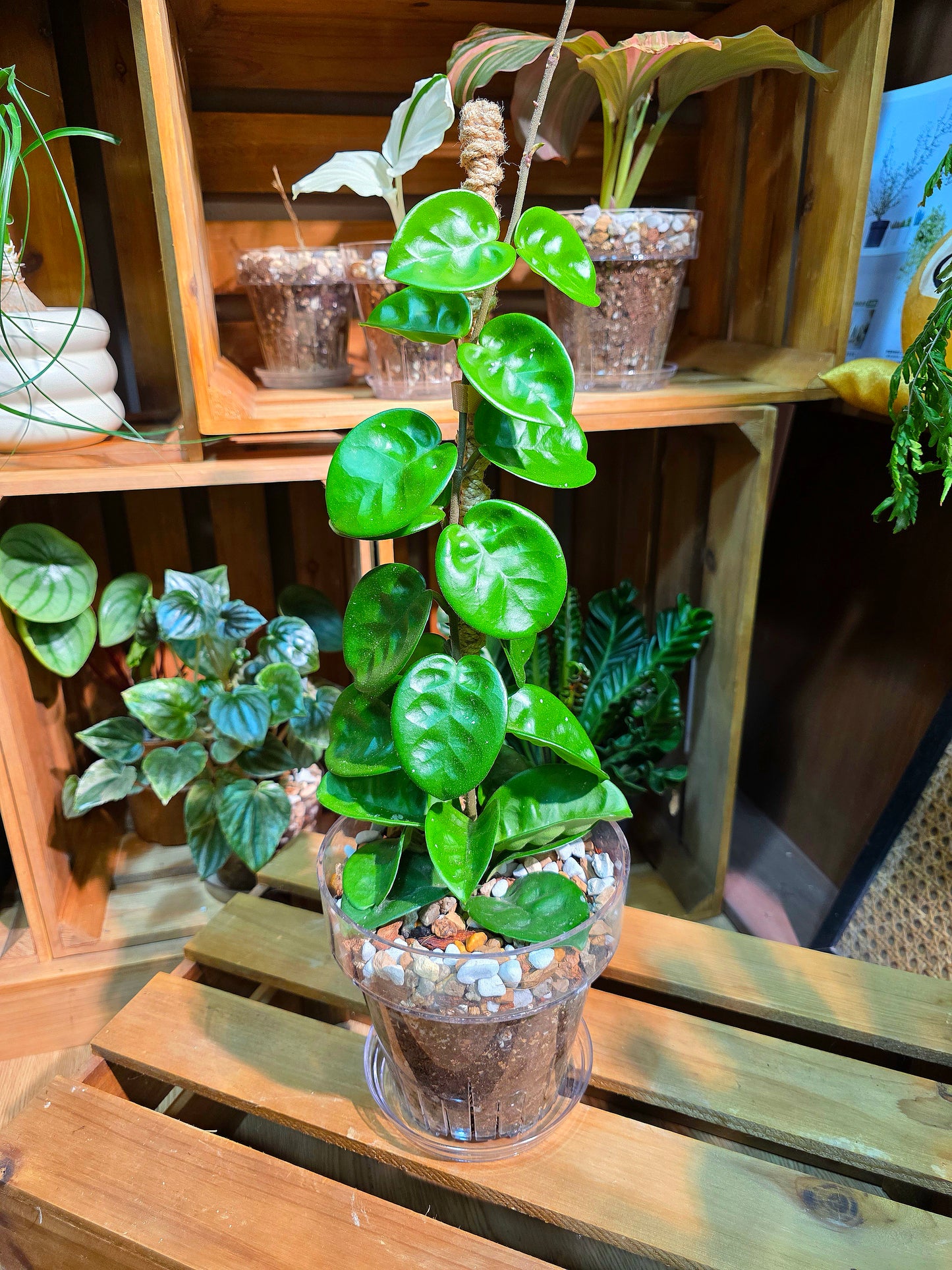 Hoya Carnosa Clinton 克林頓球蘭