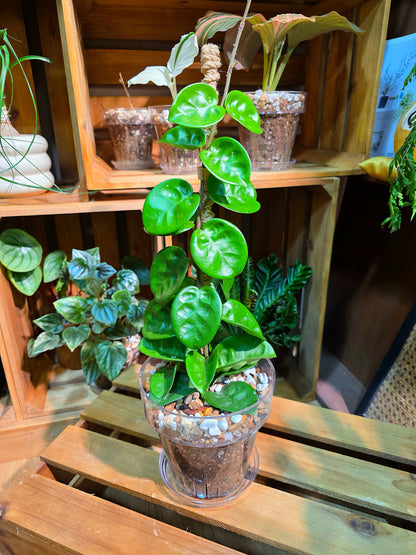 Hoya Carnosa Clinton 克林頓球蘭