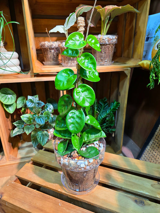 Hoya Carnosa Clinton 克林頓球蘭
