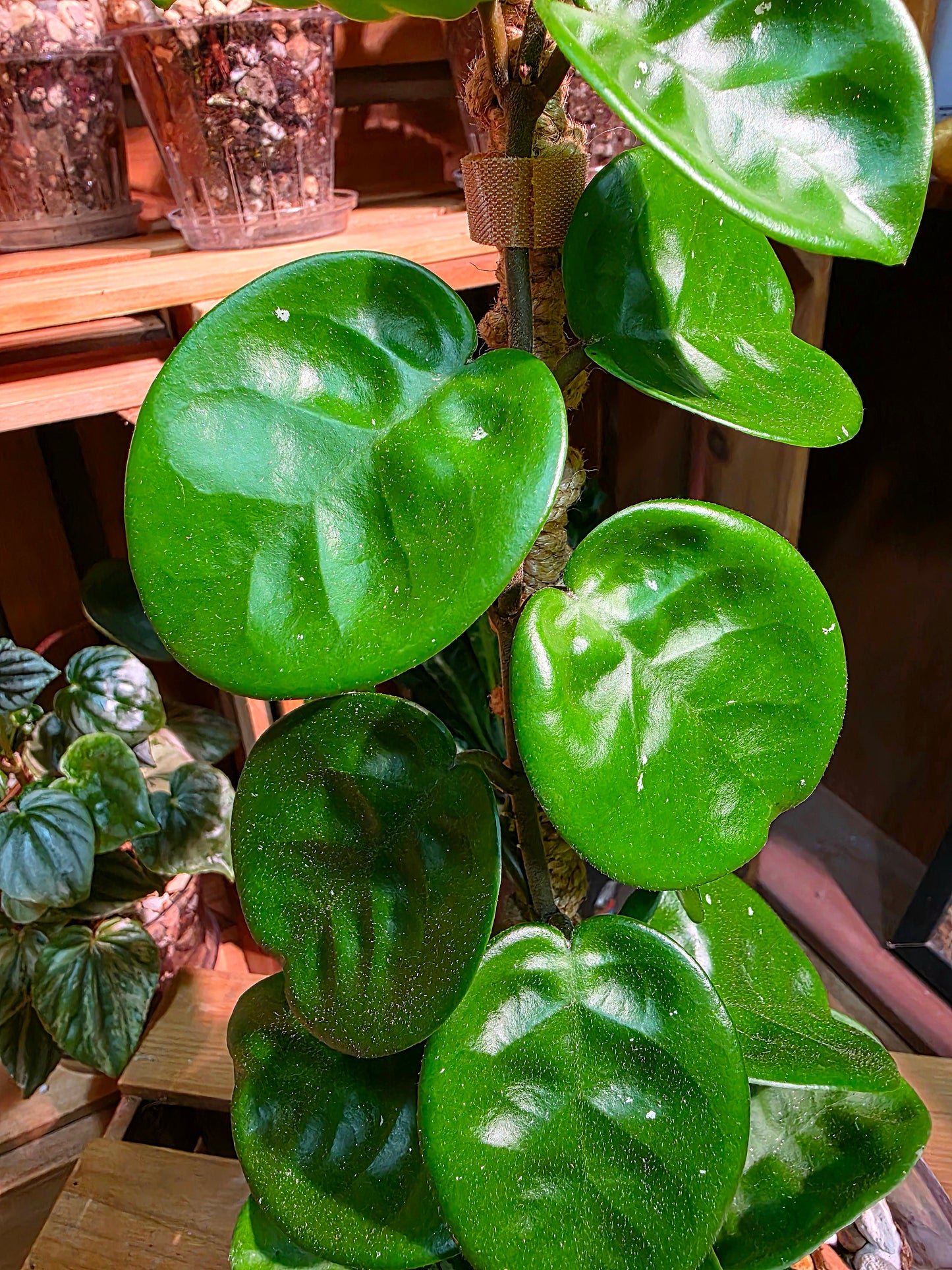 Hoya Carnosa Clinton 克林頓球蘭