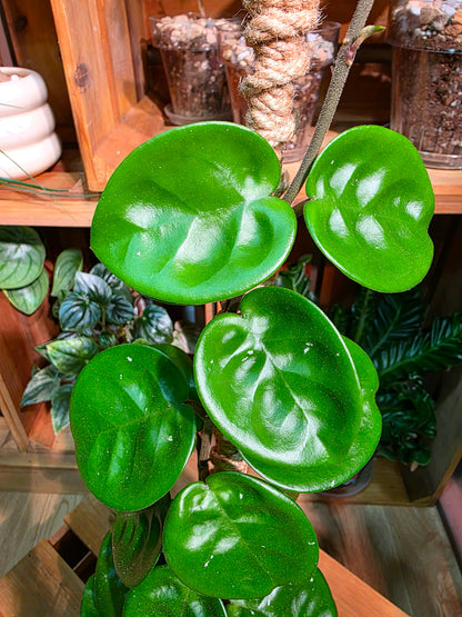 Hoya Carnosa Clinton 克林頓球蘭