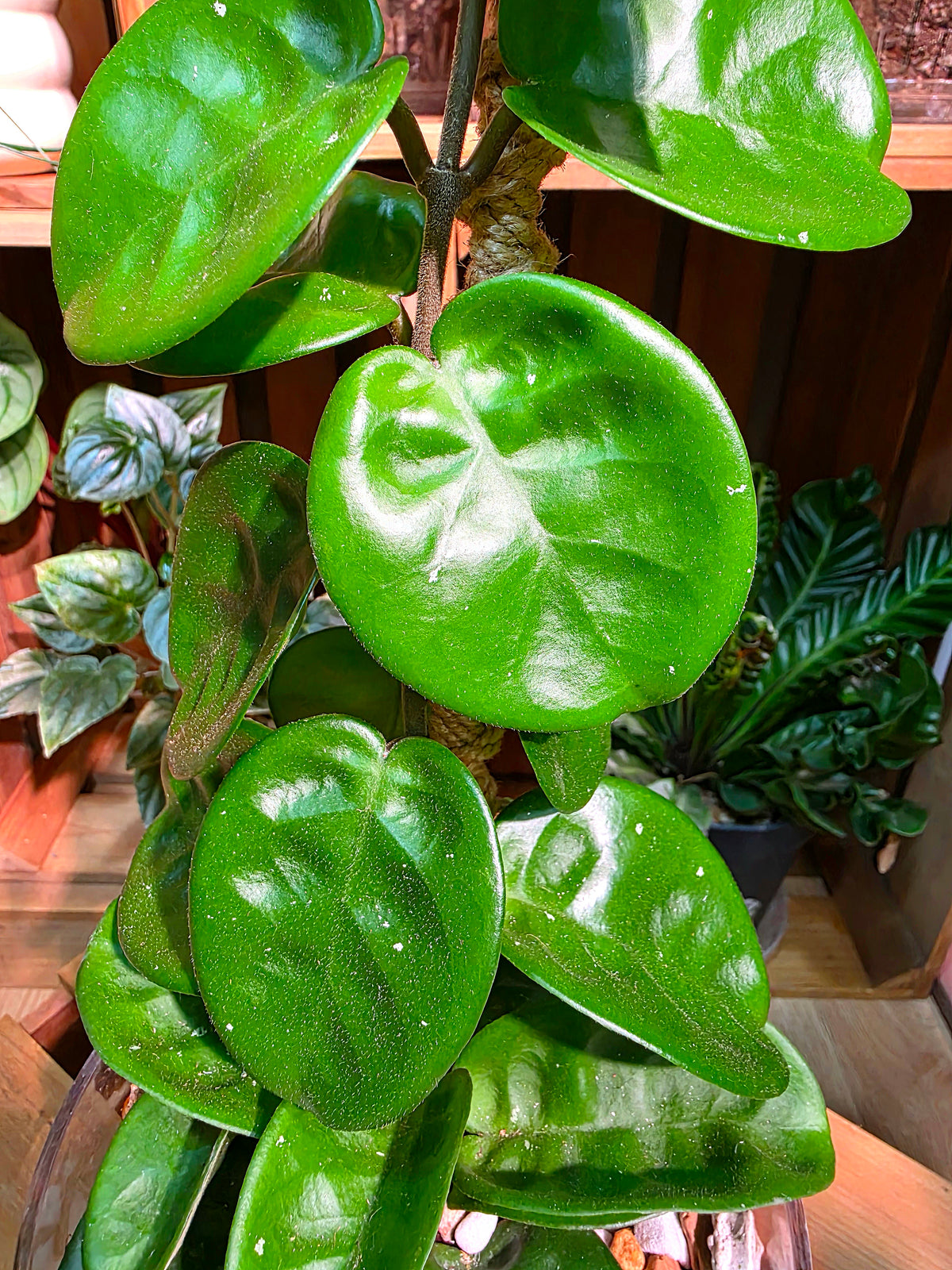 Hoya Carnosa Clinton 克林頓球蘭