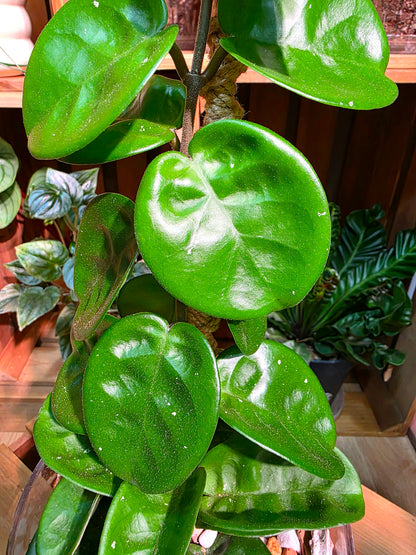 Hoya Carnosa Clinton 克林頓球蘭