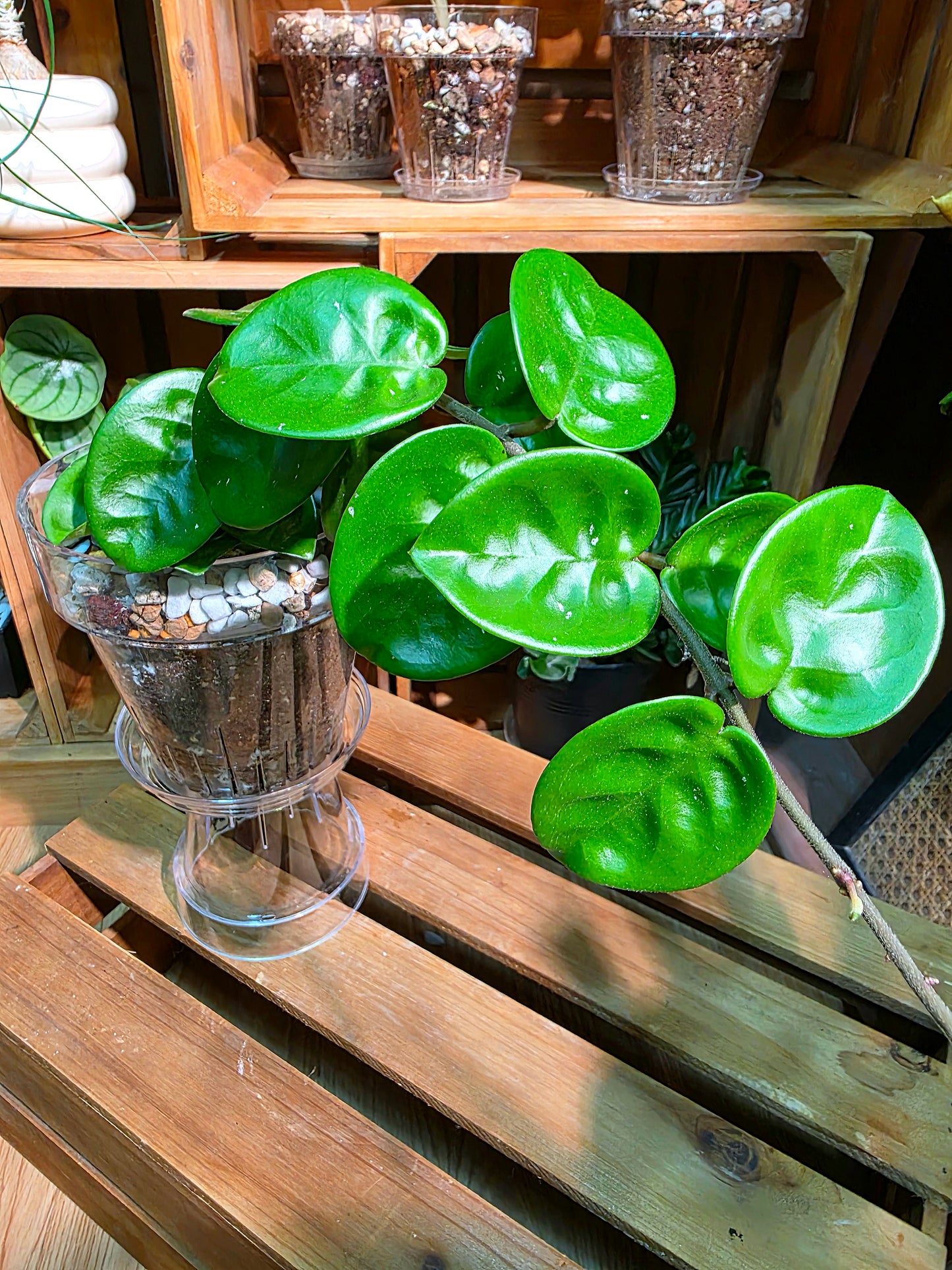 Hoya Carnosa Clinton 克林頓球蘭