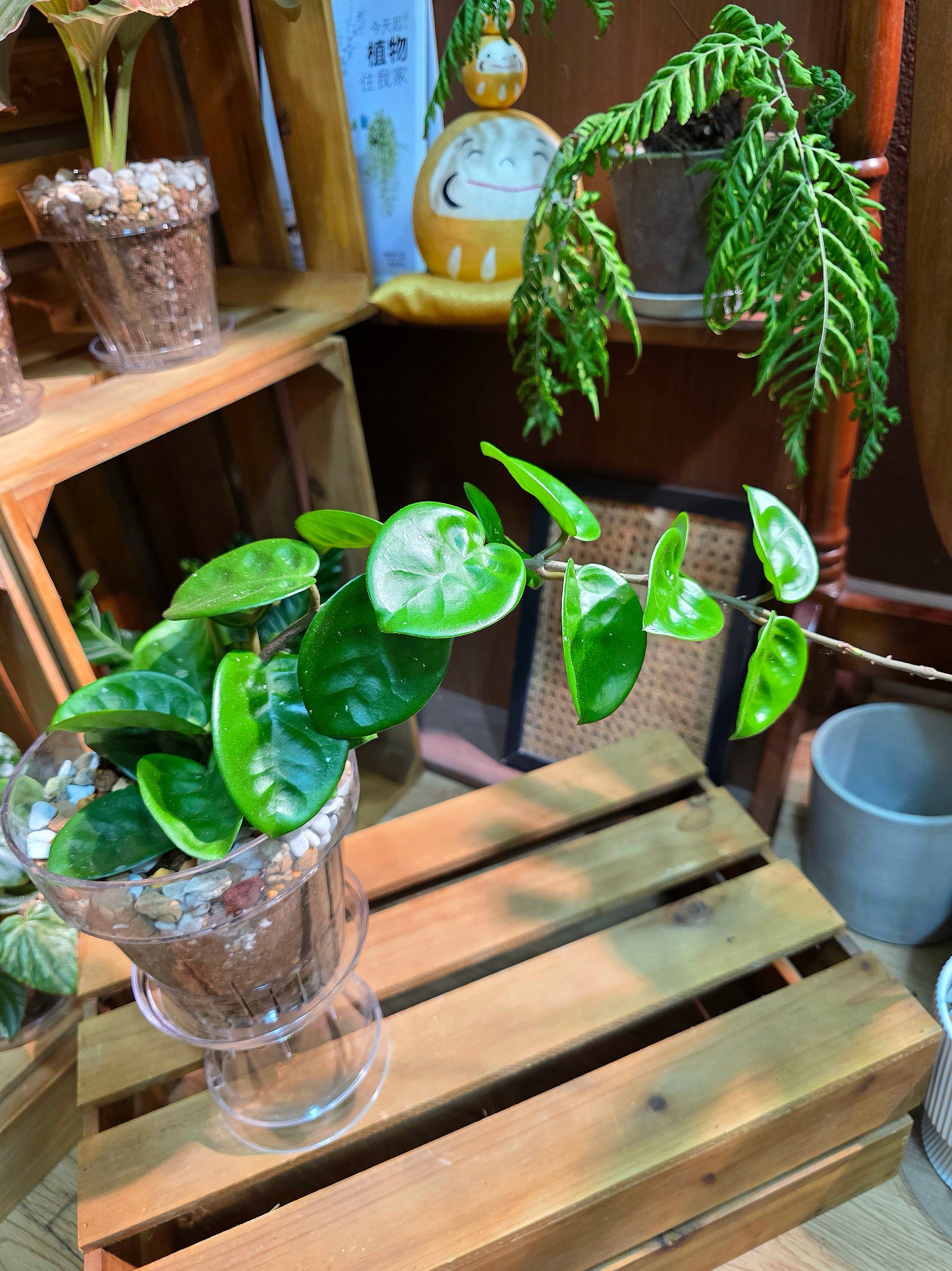 Hoya Carnosa Clinton 克林頓球蘭