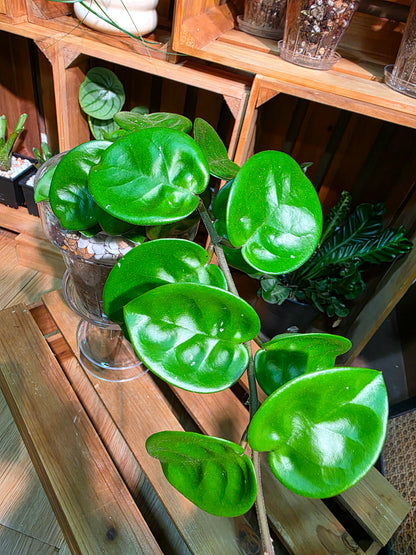 Hoya Carnosa Clinton 克林頓球蘭