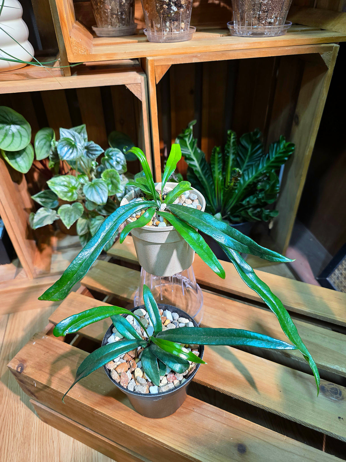 Microsorum thailandicum 藍光蕨