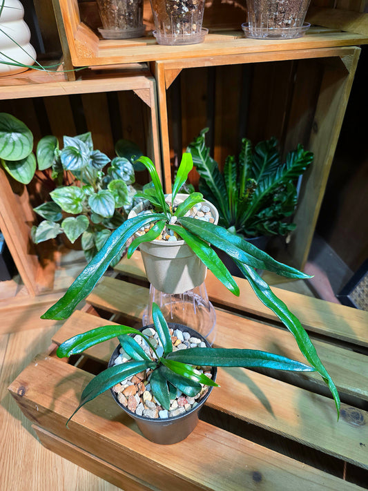 Microsorum thailandicum 藍光蕨