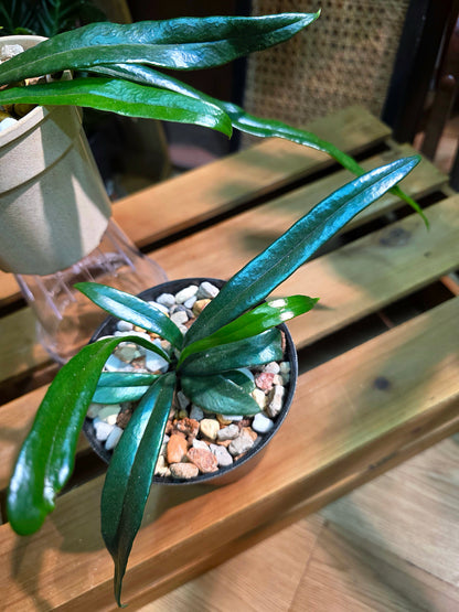 Microsorum thailandicum 藍光蕨