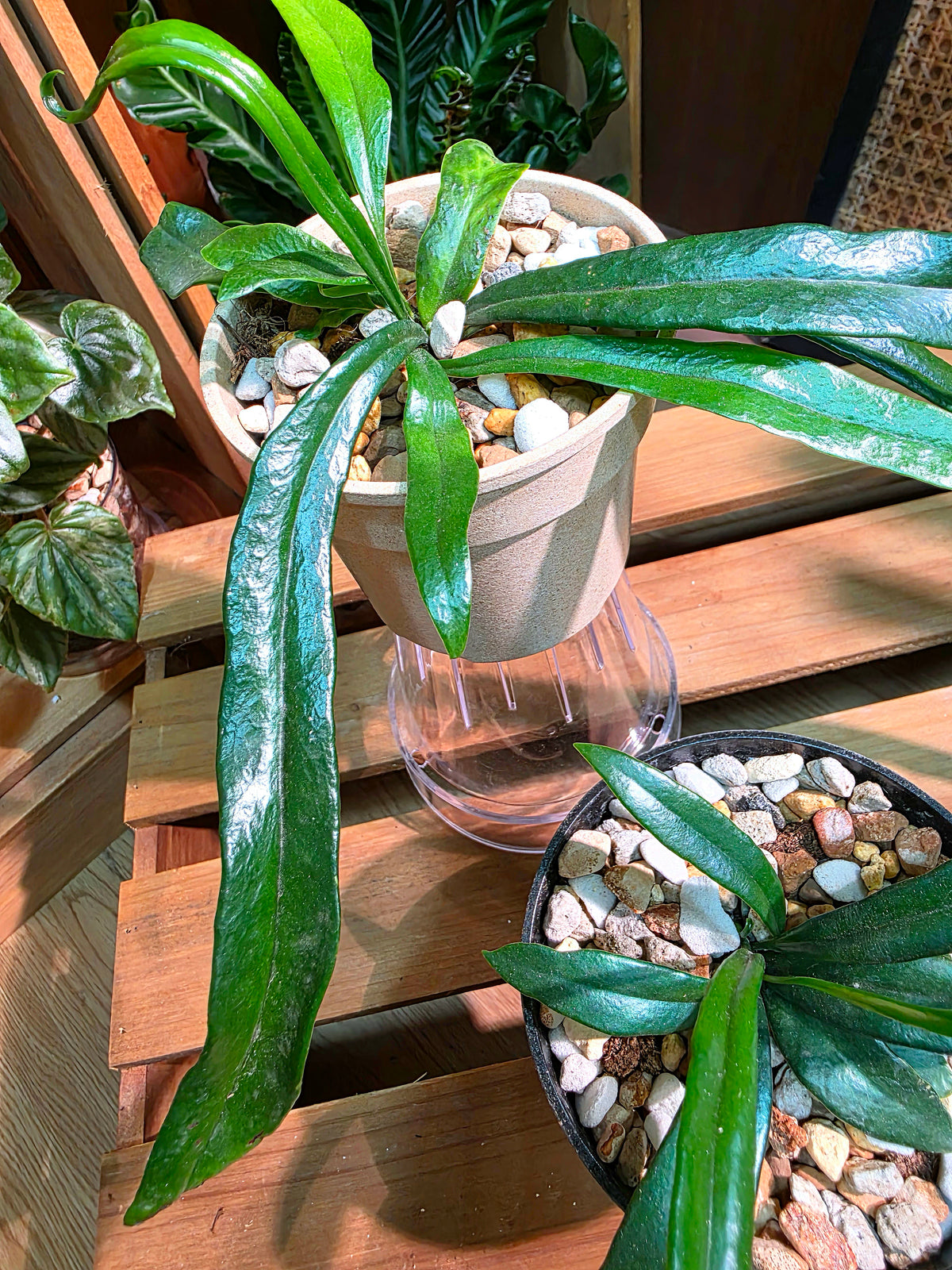 Microsorum thailandicum 藍光蕨
