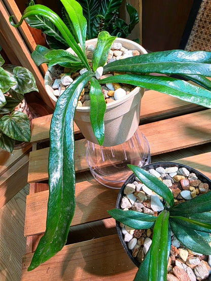 Microsorum thailandicum 藍光蕨