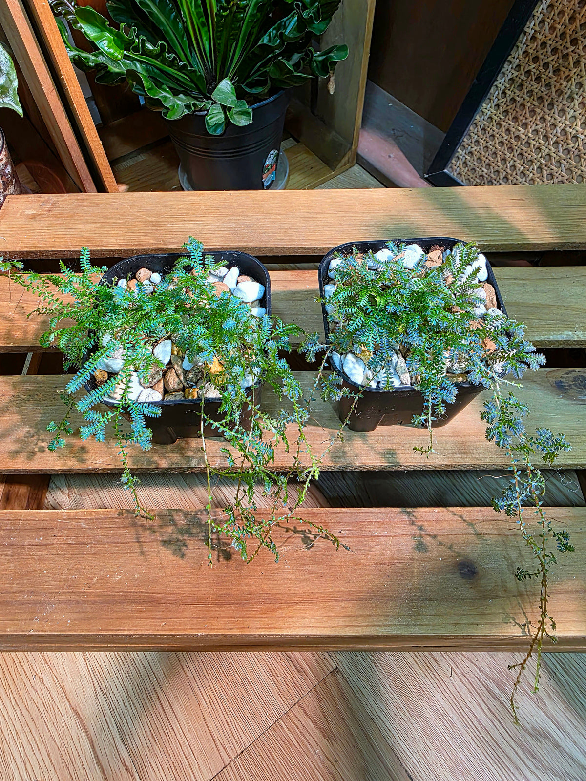 Selaginella Uncinata 變色龍翠雲草