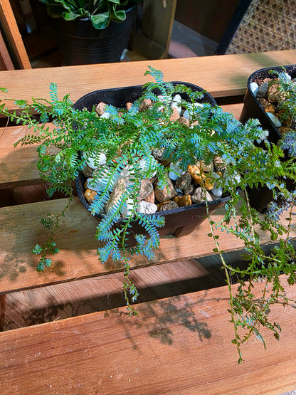Selaginella Uncinata 變色龍翠雲草