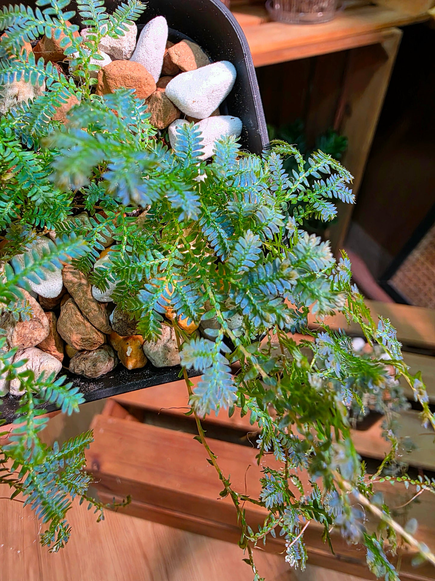 Selaginella Uncinata 變色龍翠雲草