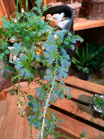 Selaginella Uncinata 變色龍翠雲草