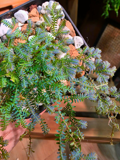 Selaginella Uncinata 變色龍翠雲草